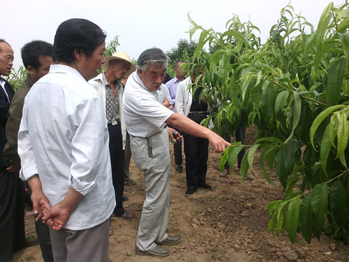 益民公司專家大院專家高級農(nóng)藝師伍孝賢為農(nóng)民現(xiàn)場指導桃樹的管理技術